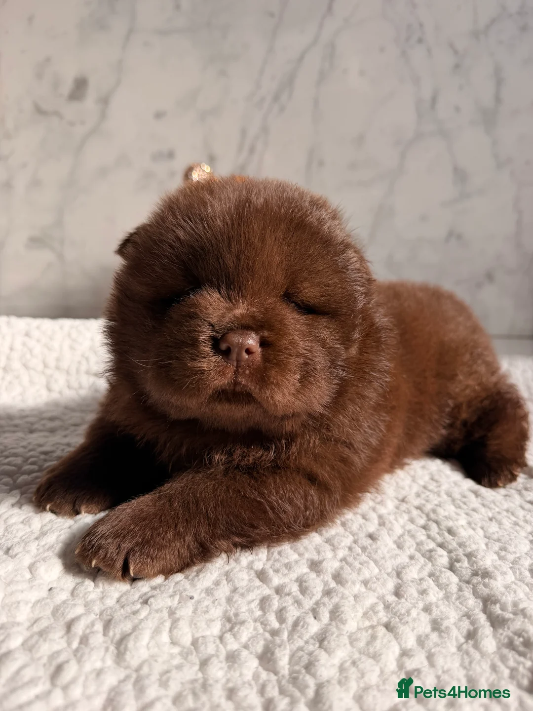 Chow Chow dogs for sale: Chow chow puppies ready on 7th April  - Advert 1