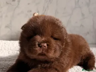 Chow Chow dogs Chow chow pups for sale PRICE DROP MESSAGE 📲📲 - Advert 12