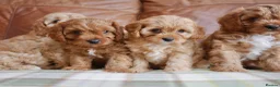Cavapoo dogs for sale: Quality Health Tested F1 Toy Cavapoo Puppies - Advert 6