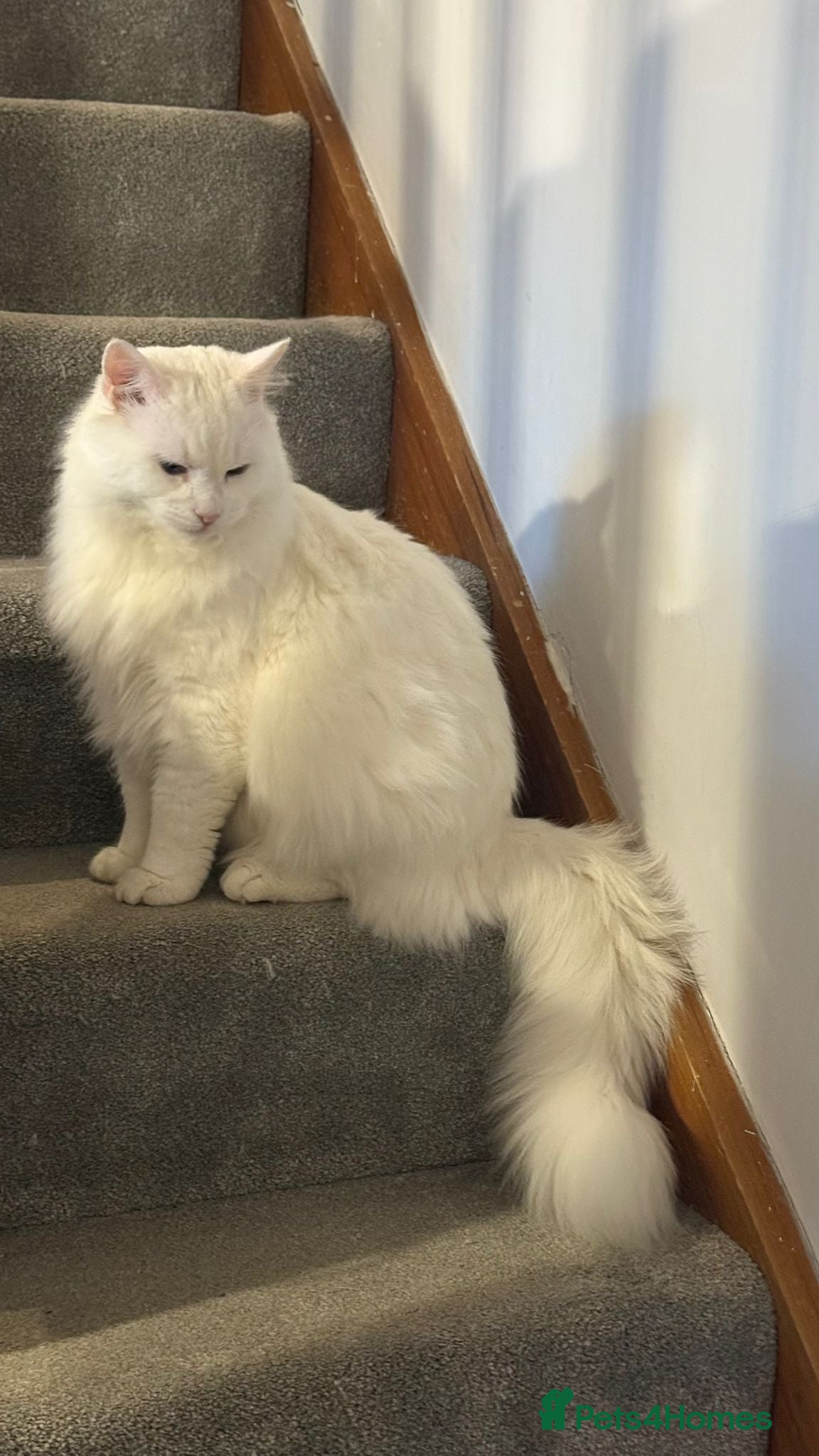 Ragdoll cats Ragdoll and Maine coon cat for sale - Advert 2