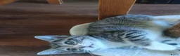 Mixed Breed cats for sale: X2 female tabby kittens in Basingstoke - Advert 4
