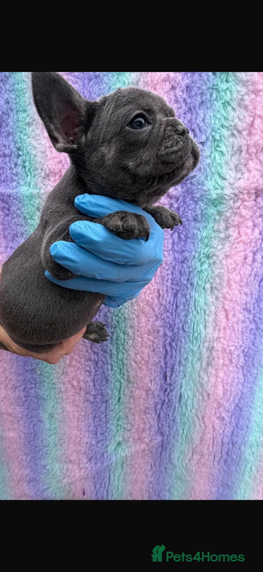 French Bulldog dogs for sale: 🐾 Beautiful French Bulldog Puppies 🐾 - Advert 5
