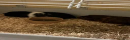 English rabbits for sale: Alexandra and Cupcake  - Advert 2