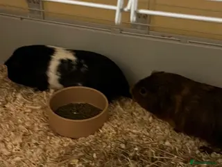 English rabbits Alexandra and Cupcake - Advert 2