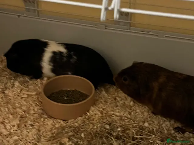 English rabbits Alexandra and Cupcake - Advert 2