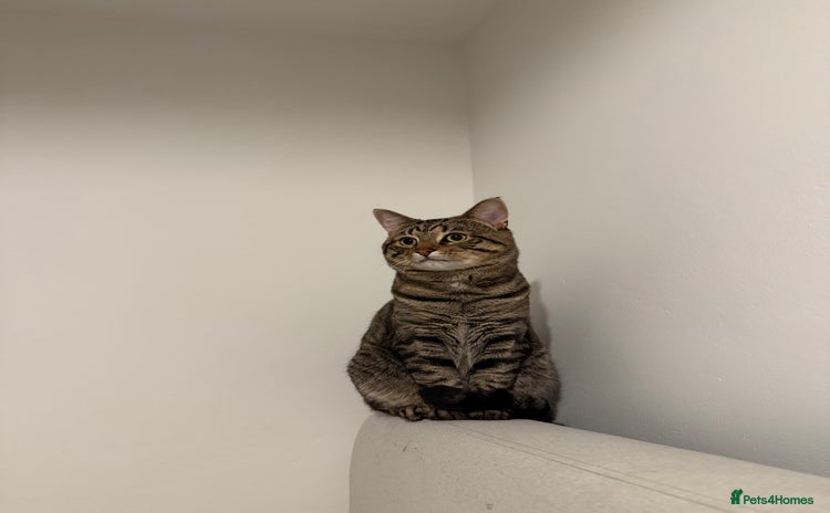 Mixed Breed cats - Advert 7