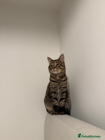 Mixed Breed cats - Advert 1