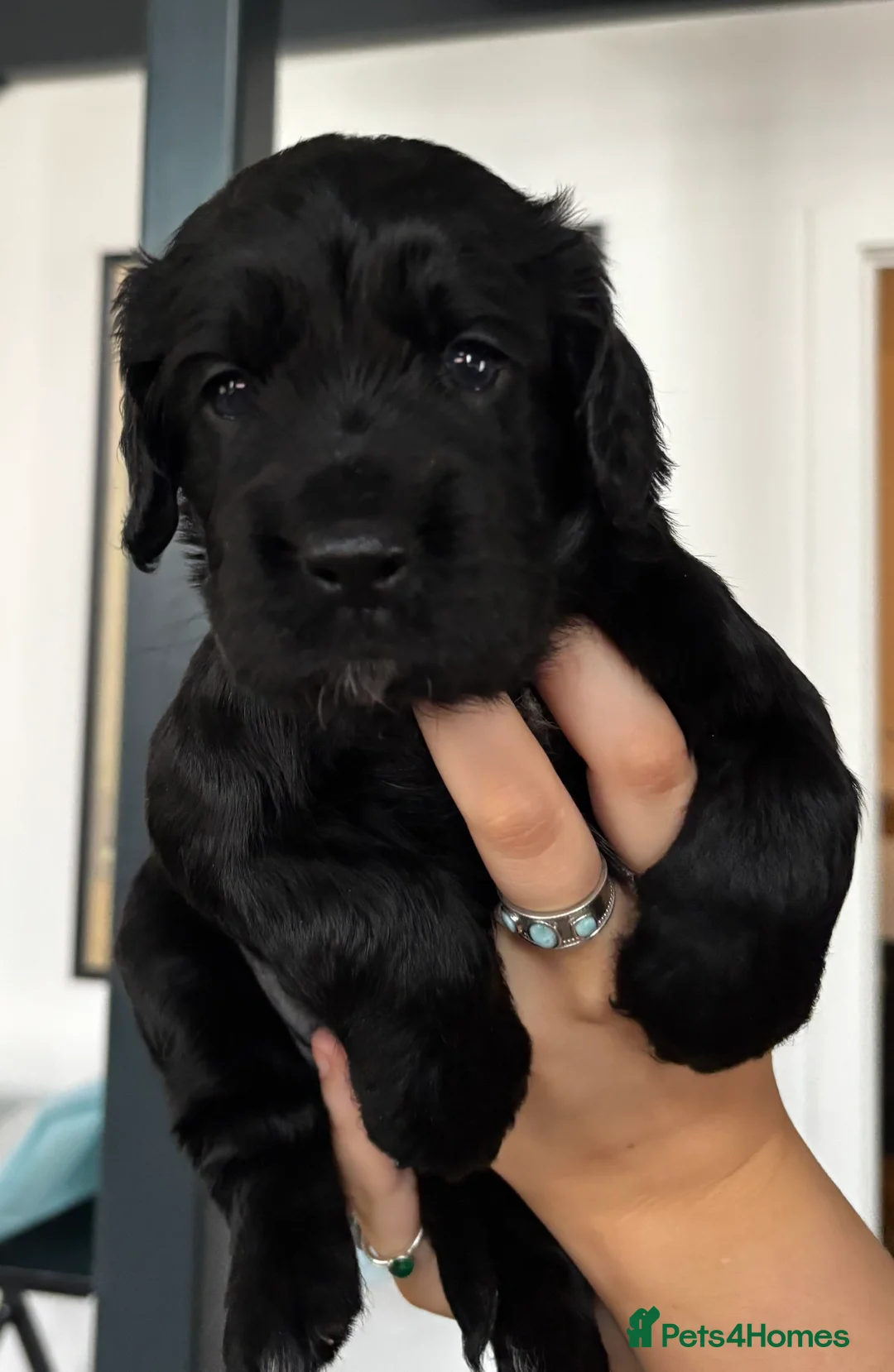 Cocker Spaniel dogs for sale: Working Cocker Spaniel Puppies - Advert 1