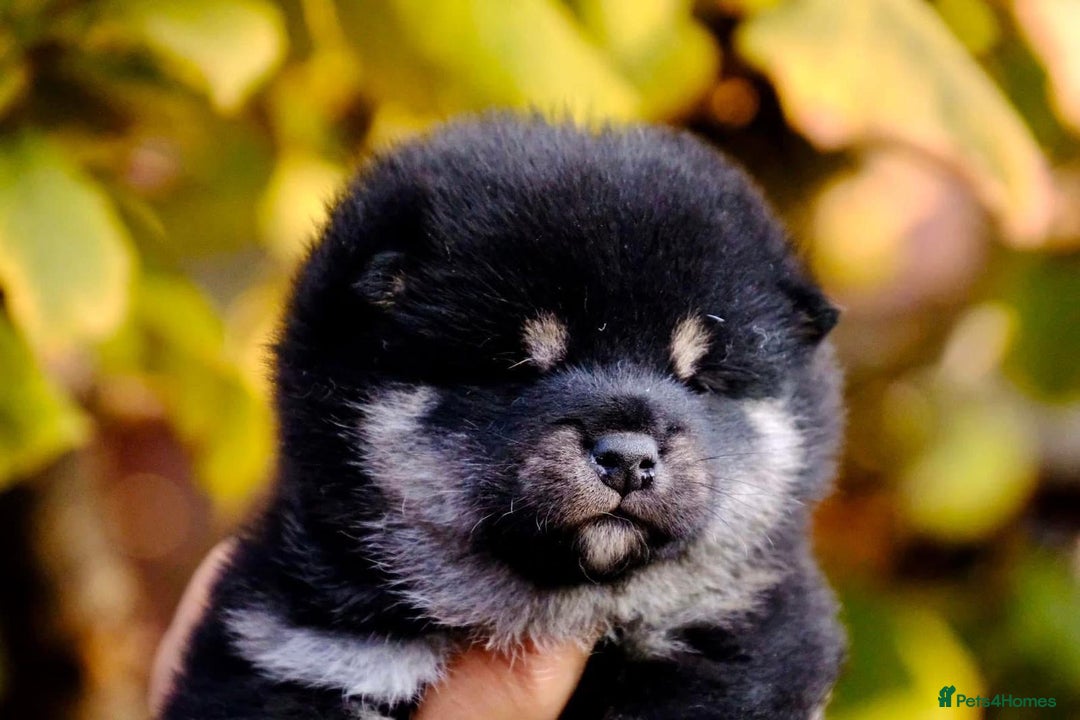 Japanese Shiba Inu dogs for sale: Japanese Shiba Inu Puppies-health tested ch blood - Image 1