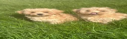 Maltipoo dogs for sale: Exceptional Maltipoos  - Advert 6