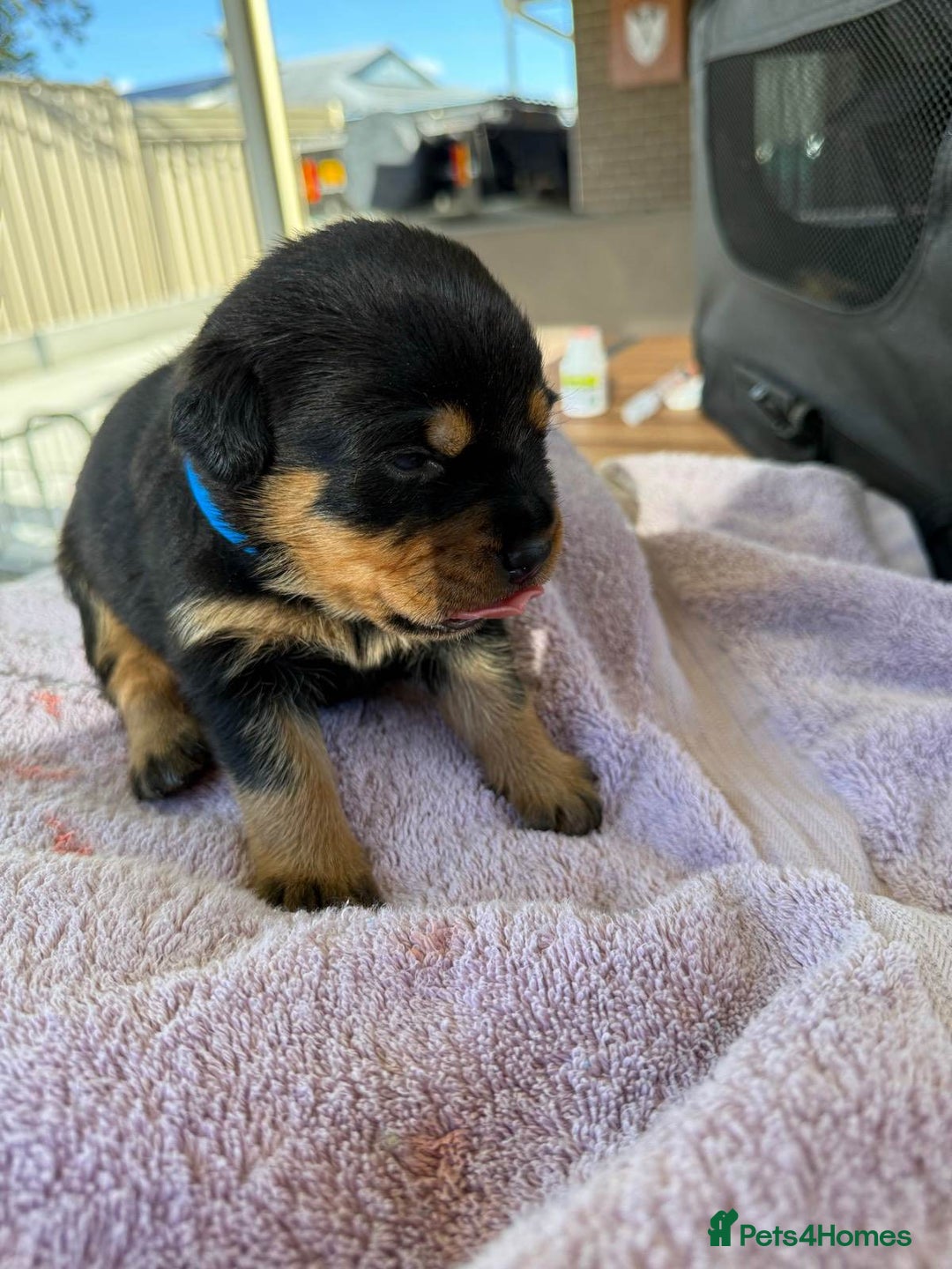 Rottweiler dogs for sale: Pure bred Rottweilers puppies - Image 2