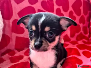 Chihuahua dogs Beautiful chihuahua puppies - Advert 1