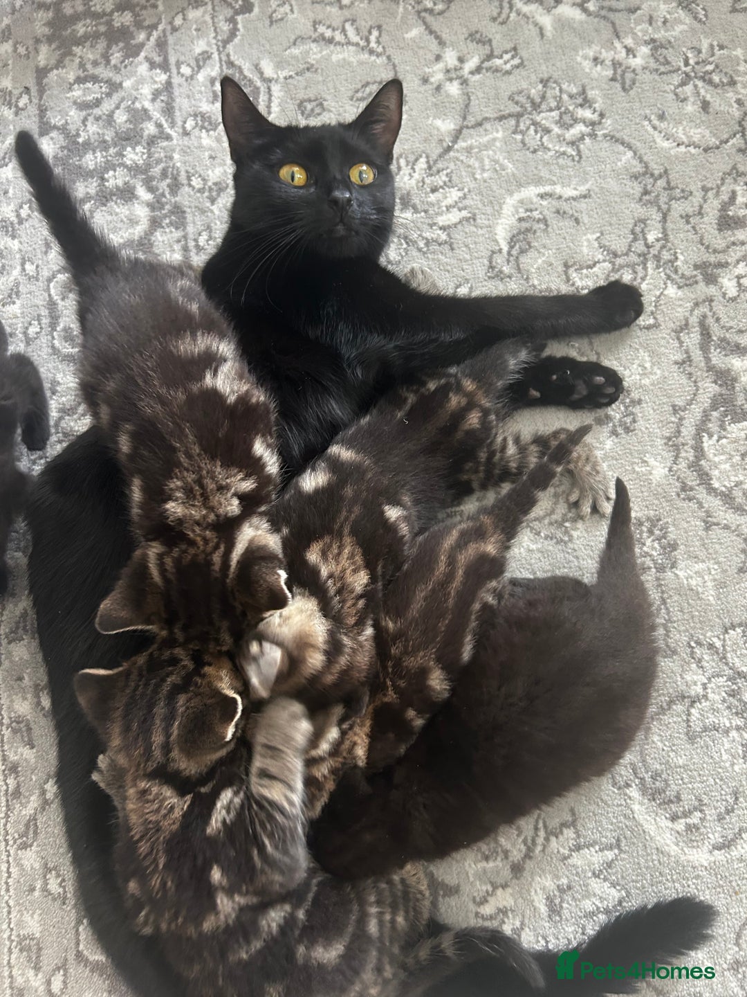 European cats for sale: 6 beautiful tabby/black kittens for sale! - Advert 2