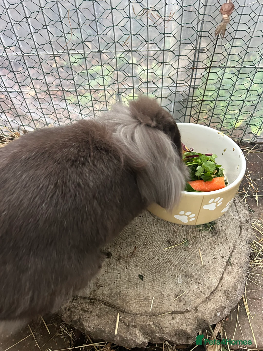 Lionhead rabbits for sale: Lion haired rabbit for sale  - Advert 2