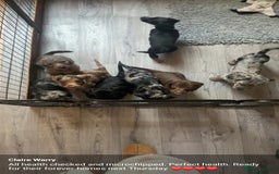 Doxiepoo dogs for sale: Merle & Solid Colour Doxiepoos - Image 19