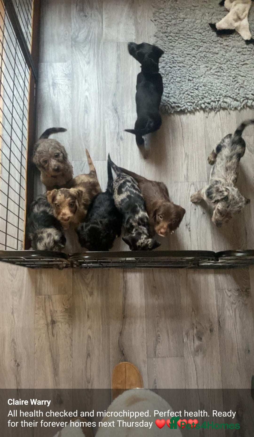 Doxiepoo dogs for sale: Merle & Solid Colour Doxiepoos - Image 19