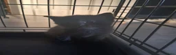 Mixed Breed cats for sale: Litter Of 5 Beautiful Kittens - Advert 8
