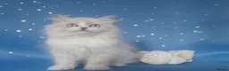 Siberian cats for sale: GCCF Registered Siberian Kitten For Sale  - Advert 23