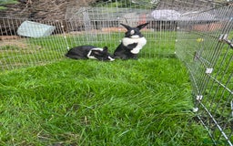English rabbits for sale: Rabbits for rehoming  - Image 10