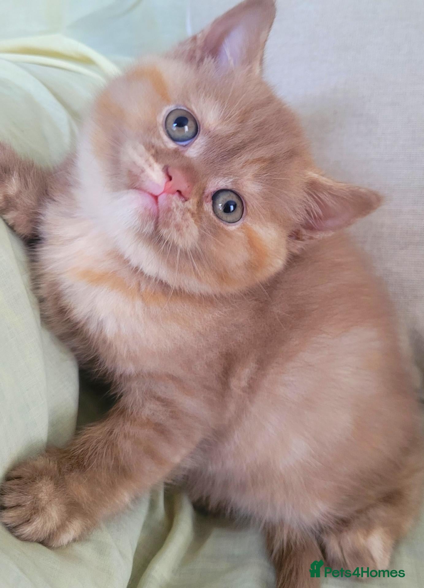 British Shorthair cats Ready Now Cinnamon British Shorthair  - Advert 16