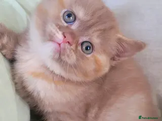 British Shorthair cats Ready Now Cinnamon British Shorthair - Advert 2
