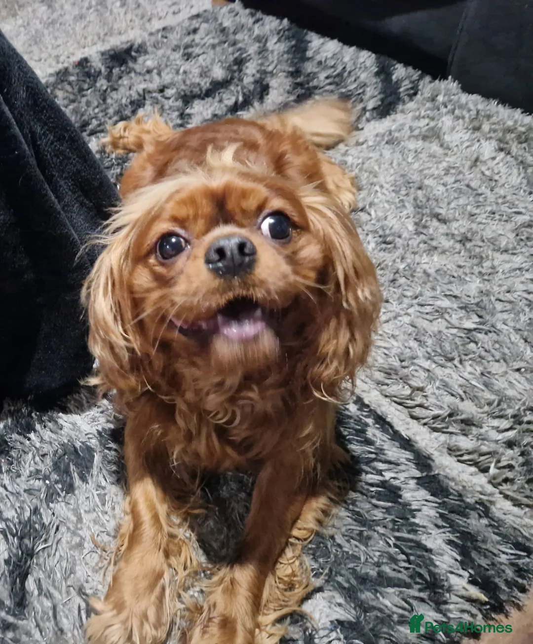 Cava Tzu dogs for sale: Cava-Tzu pups - Advert 32