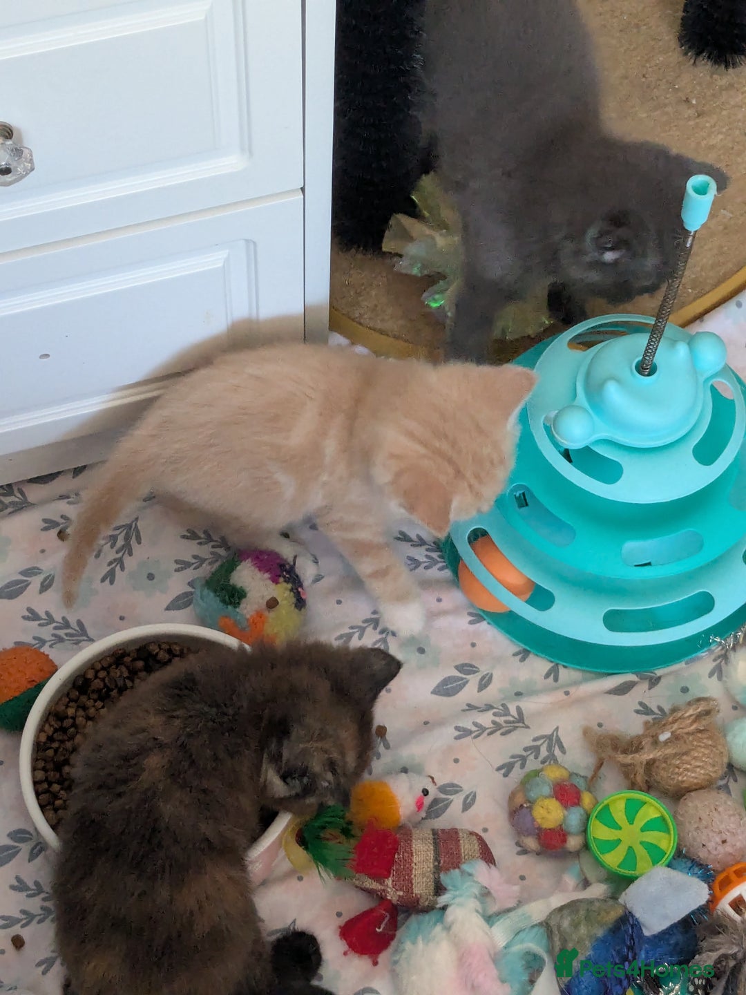 Mixed Breed cats for sale: Siamese/ragdoll/Scottish fold  - Image 19
