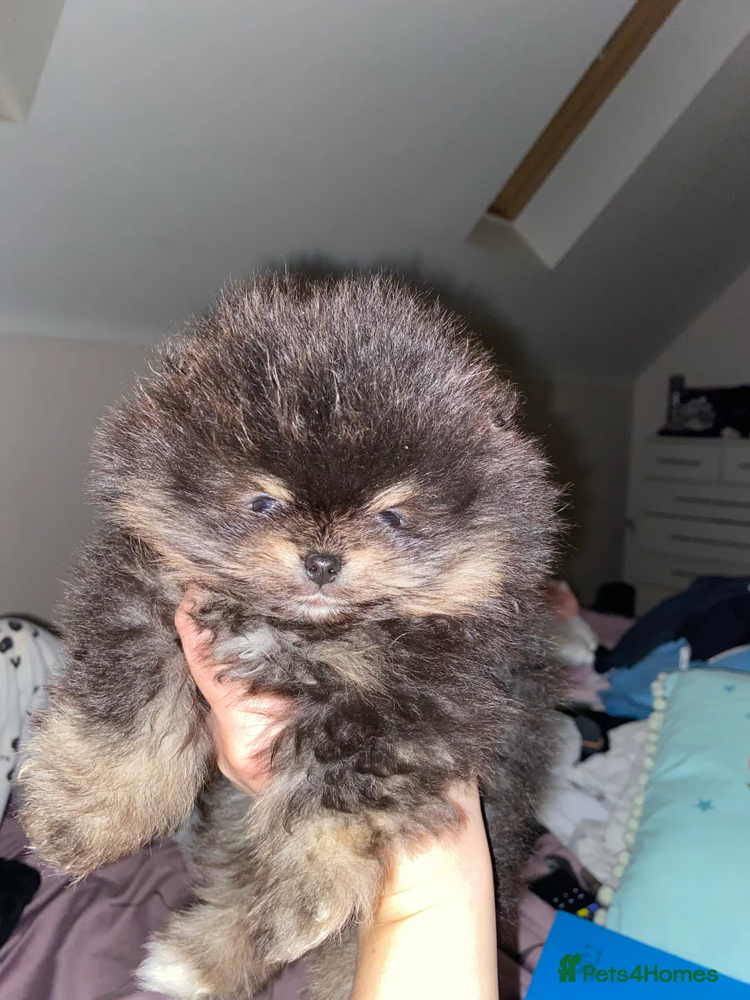 Pomeranian dogs for stud: 1.8kg Tiny Choco Carry Tan Blue Lilac DNA tested in Rotherham - Advert 25