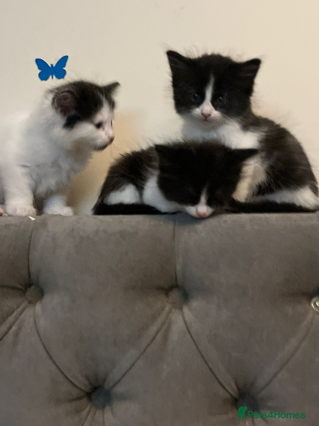 Turkish Van cats for sale: Beautiful babies ready for forever homes - Image 6