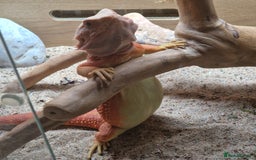 Bearded Dragon reptiles for sale: Red translucent bearded dragon for sale  - Advert 2