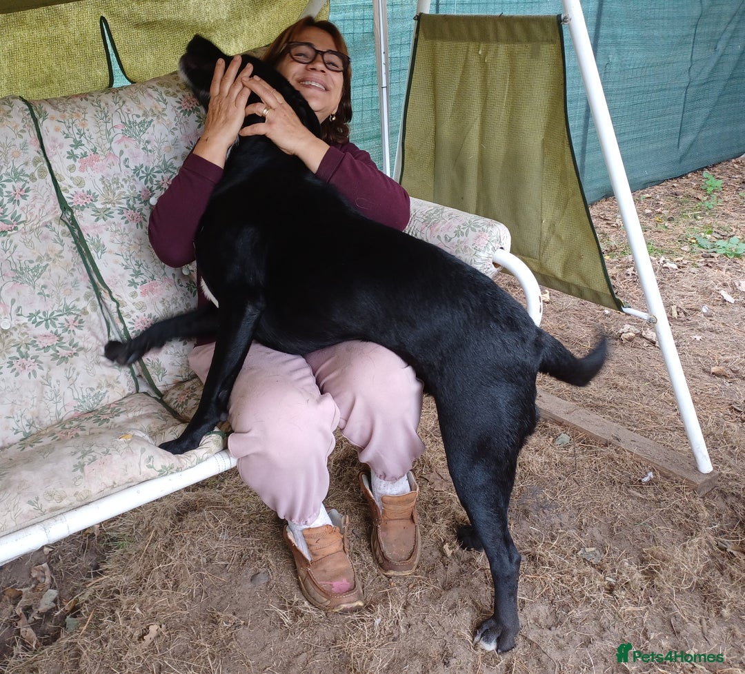 Mixed Breed dogs for adoption: SHEAMUS-a sensitive Soul for the right Human Match - Advert 15