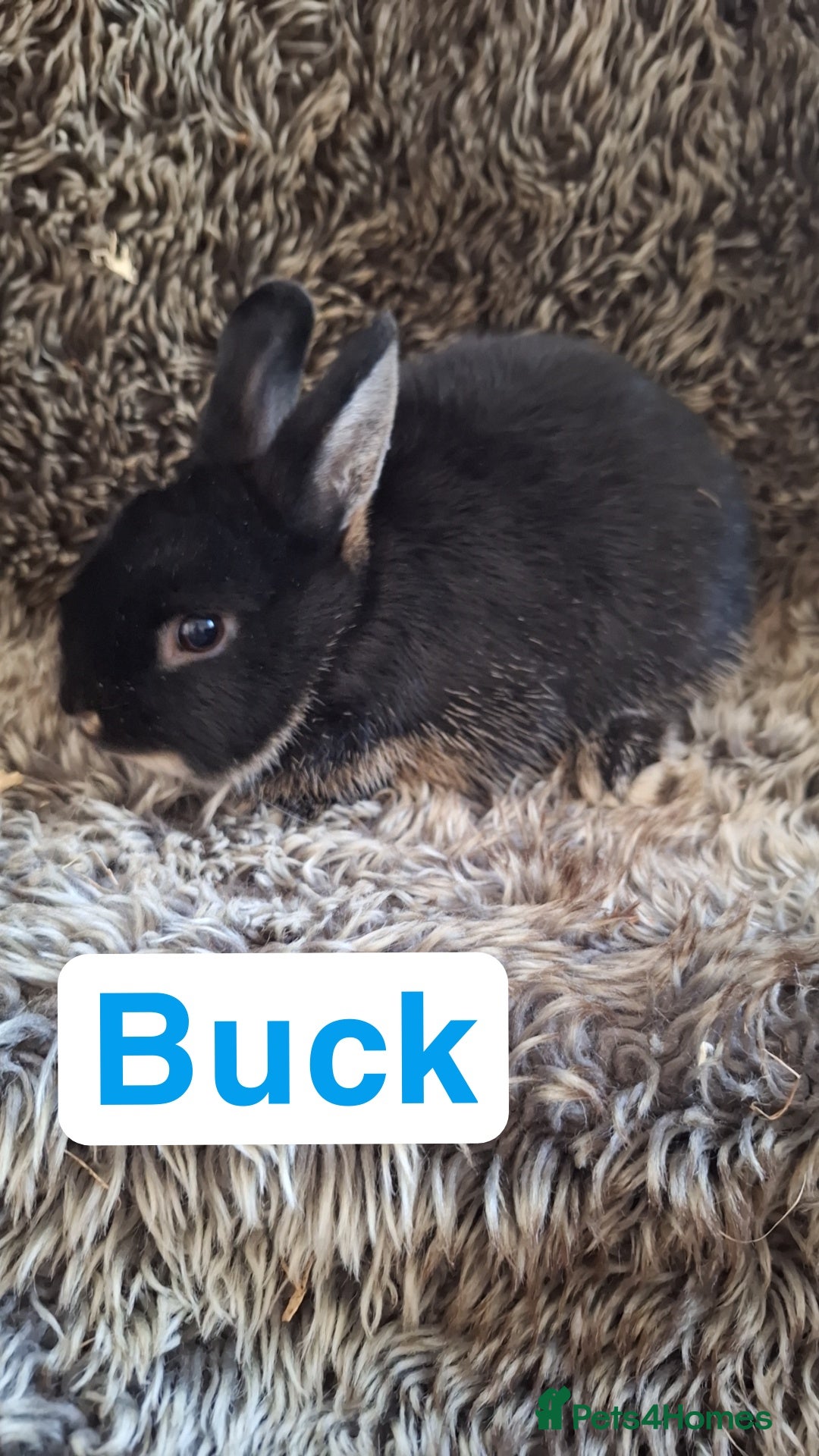 Netherland Dwarf rabbits for sale: Pure Netherland Dwarf Baby Bunnies - Image 16