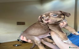 Mixed Breed dogs for sale: Blue blooded bulldogs Ready now  - Image 1
