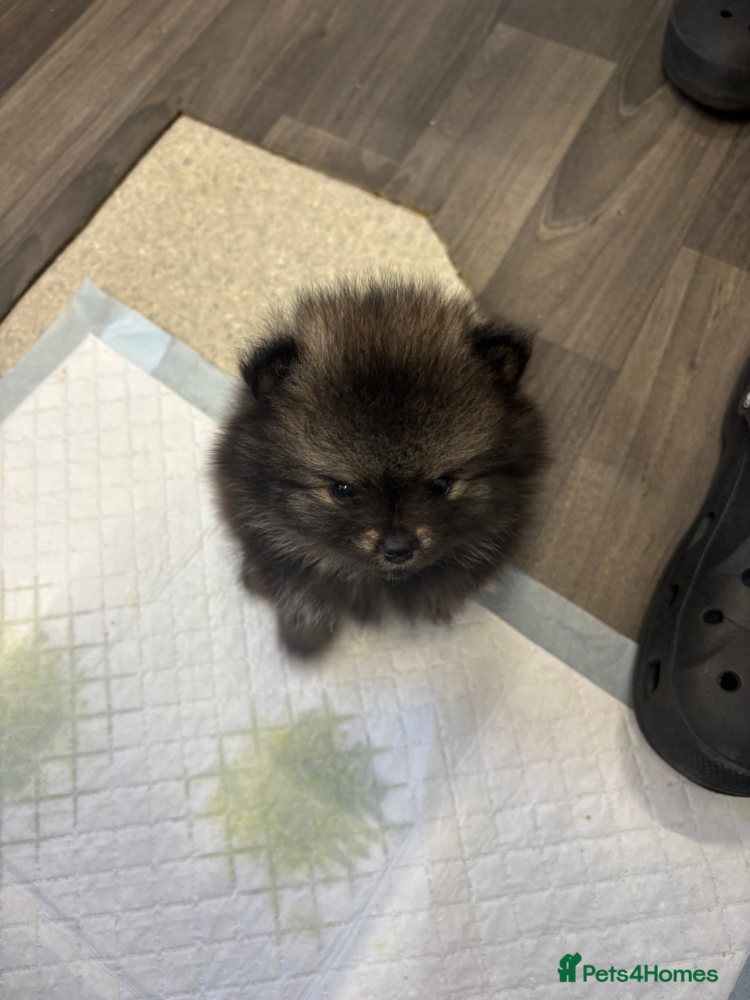 Pomeranian dogs for sale: Litter of pomeranians  - Advert 15