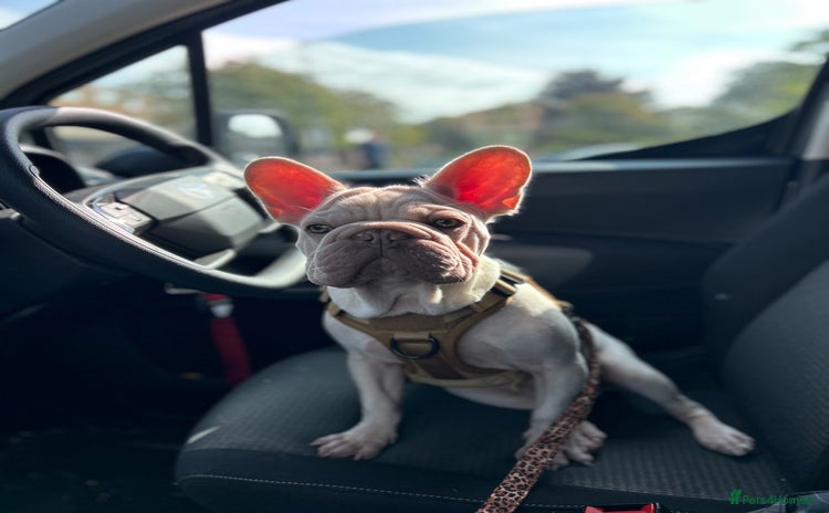 French Bulldog dogs French bulldog  - Advert 1
