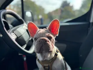 French Bulldog dogs French bulldog - Advert 2