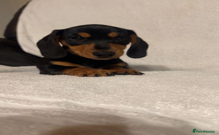Miniature Dachshund dogs - Advert 12