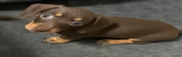Miniature Dachshund dogs for sale: Stunning Miniature Dachshund Babies 💙🩷🩷🩷 - Advert 23