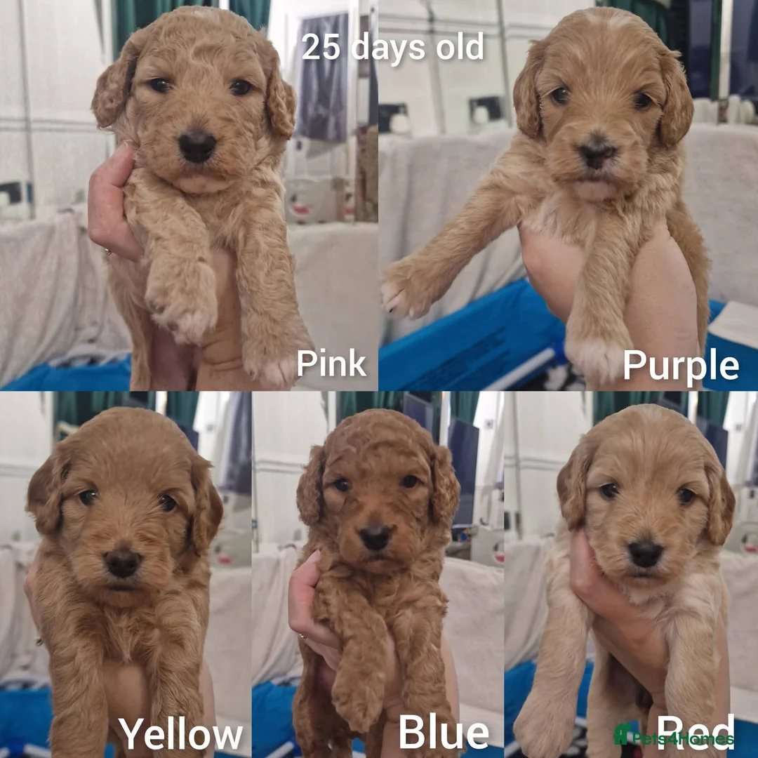 Cockapoo dogs for sale: Beautiful F1b Cockapoo Puppies For Sale 🐾 - Advert 12