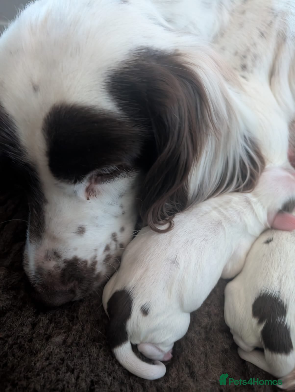 Sprocker dogs for sale: Sprocker pups for sale - Advert 1