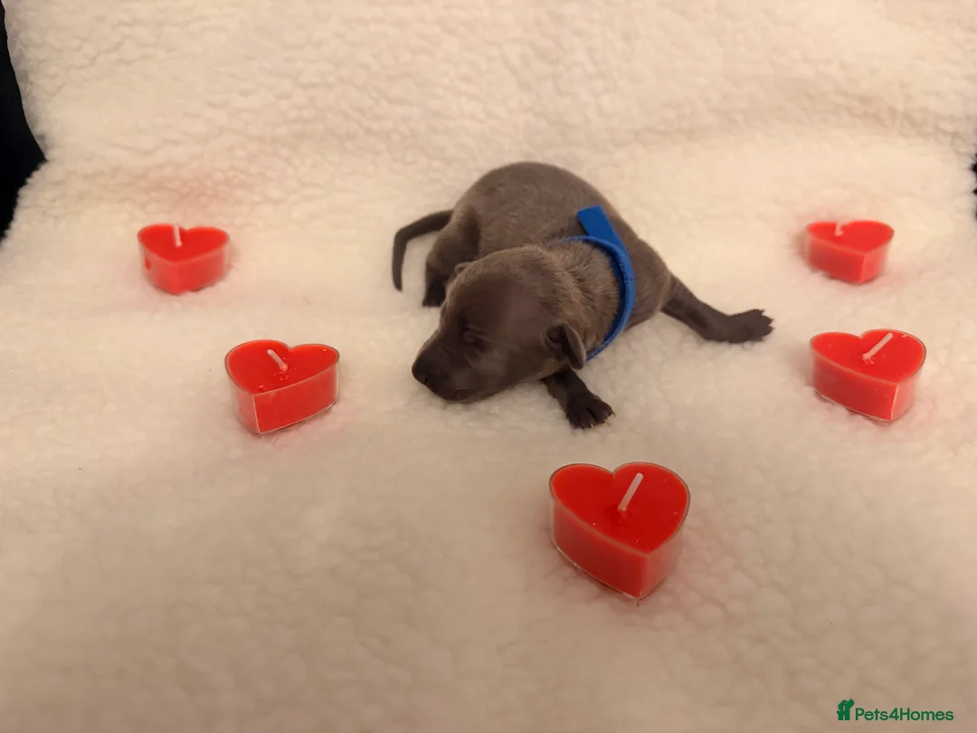 Italian Greyhound dogs for sale: Italian greyhound puppies - Advert 13