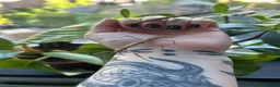 Mixed Breed invertebrates for sale: Slugs, Snails & Stick Insects For Sale 🌿 - Advert 9