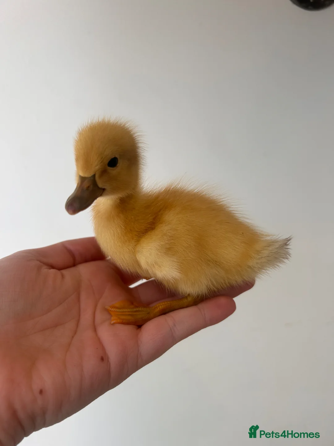 Ducks poultry for sale: Welsh harlequin ducklings  - Advert 2