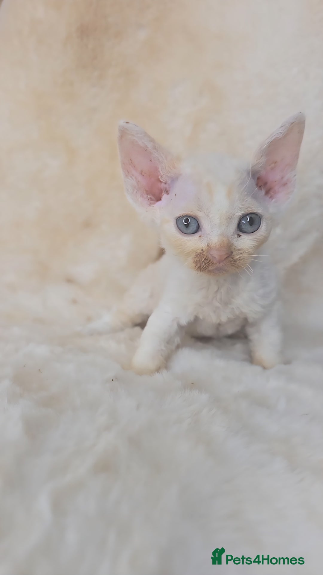Devon Rex cats for sale: Tow beautiful Devon Rex boys  - Image 14