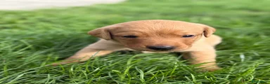 Labrador Retriever (Bronze Collar)