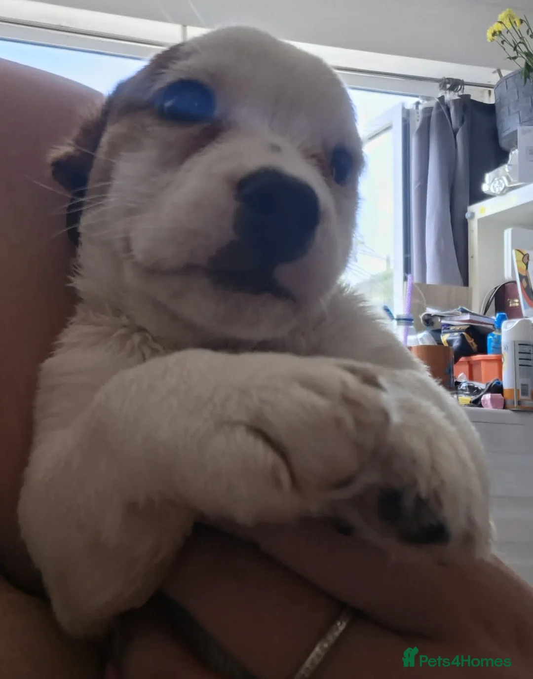Mixed Breed dogs for sale: puppys - Advert 2