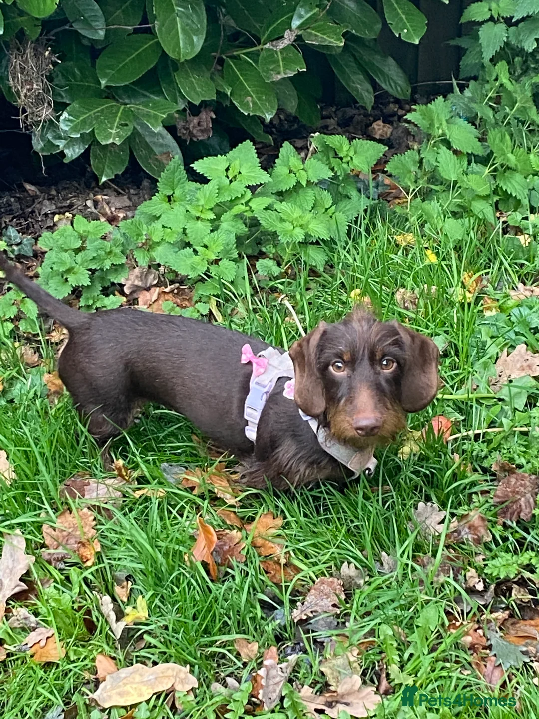 Miniature Dachshund dogs for sale: Super sweet sausage 🧸❤️ - Advert 2