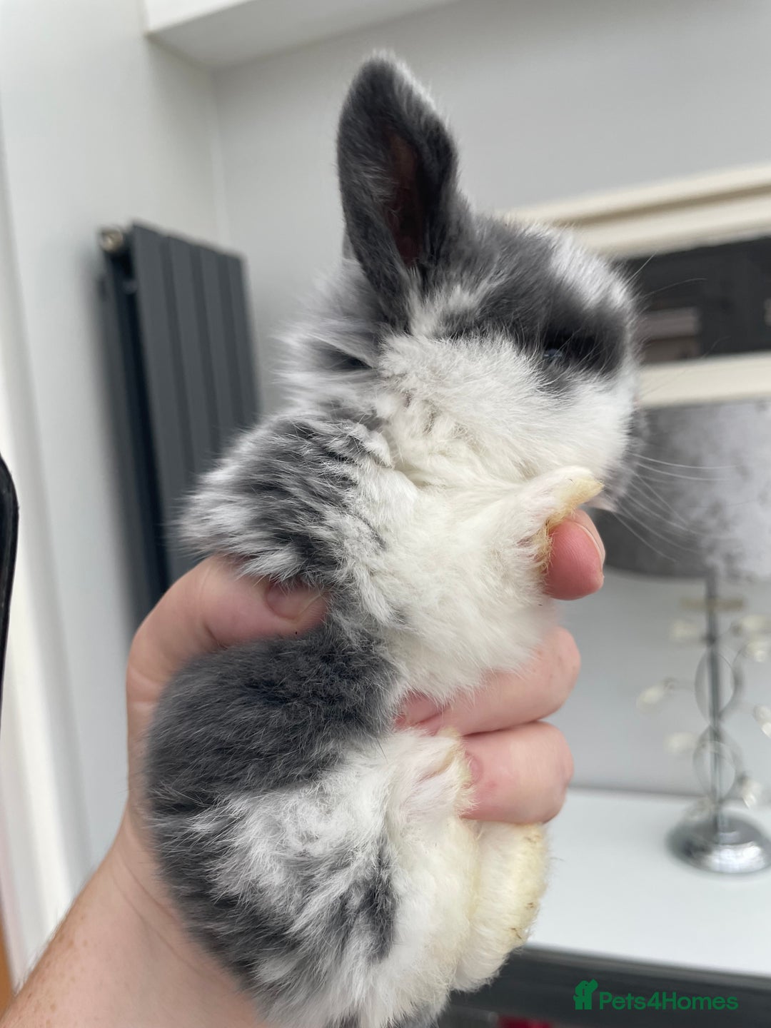 Mini Lop rabbits for sale: Beautiful Mini lop Bunnies - Image 4