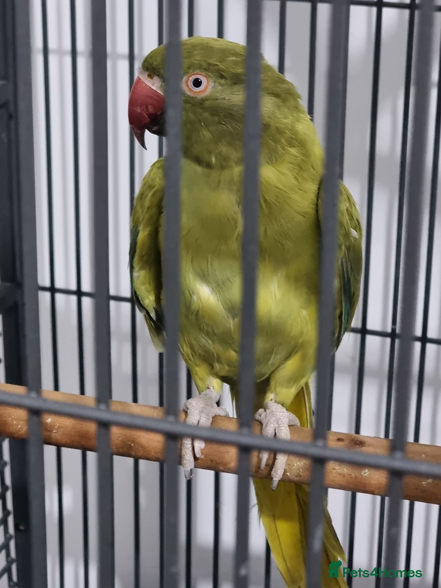 Ringnecks birds Beautiful rare ringneck talking parrot  - Advert 1