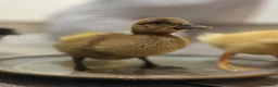 Ducks poultry for sale: Ducklings for sale cherry valley khaki campbells - Advert 3